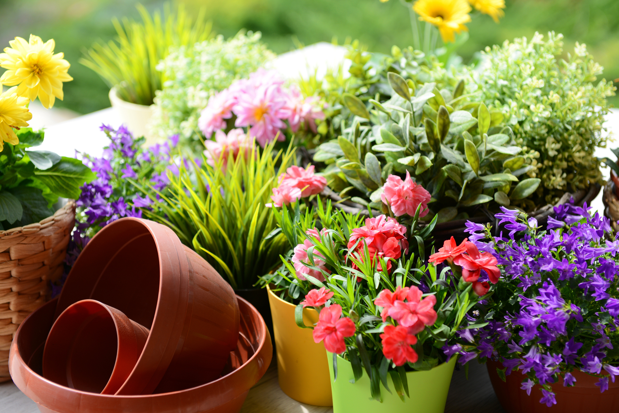 See Your Garden Flourish This Spring Miles Financial Group